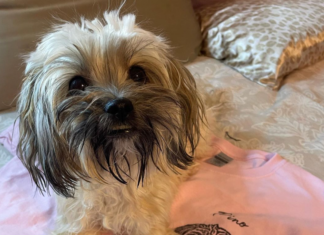 Cairnese: The Ultimate Hybrid Dog Breed
